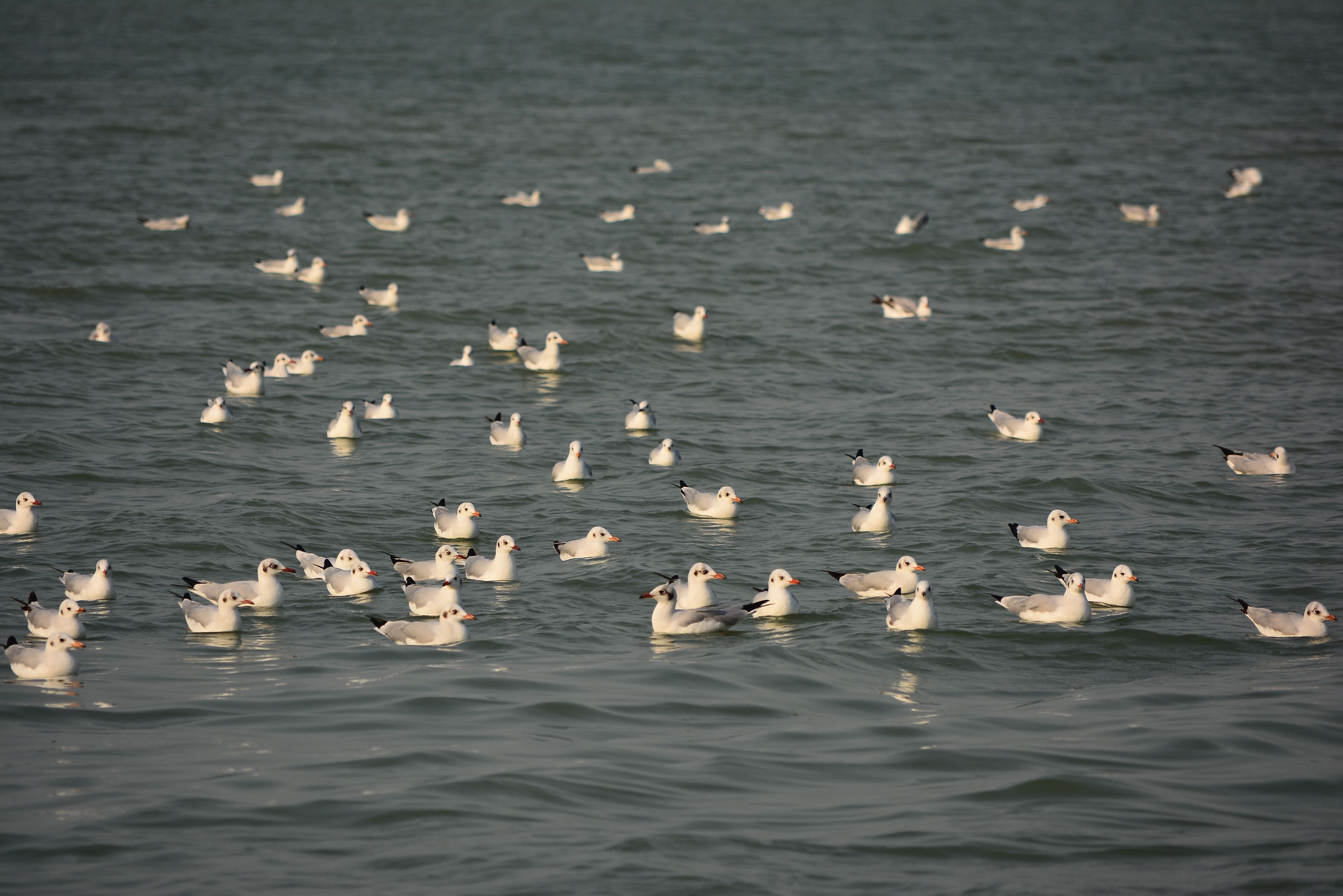 bird sanctuary
