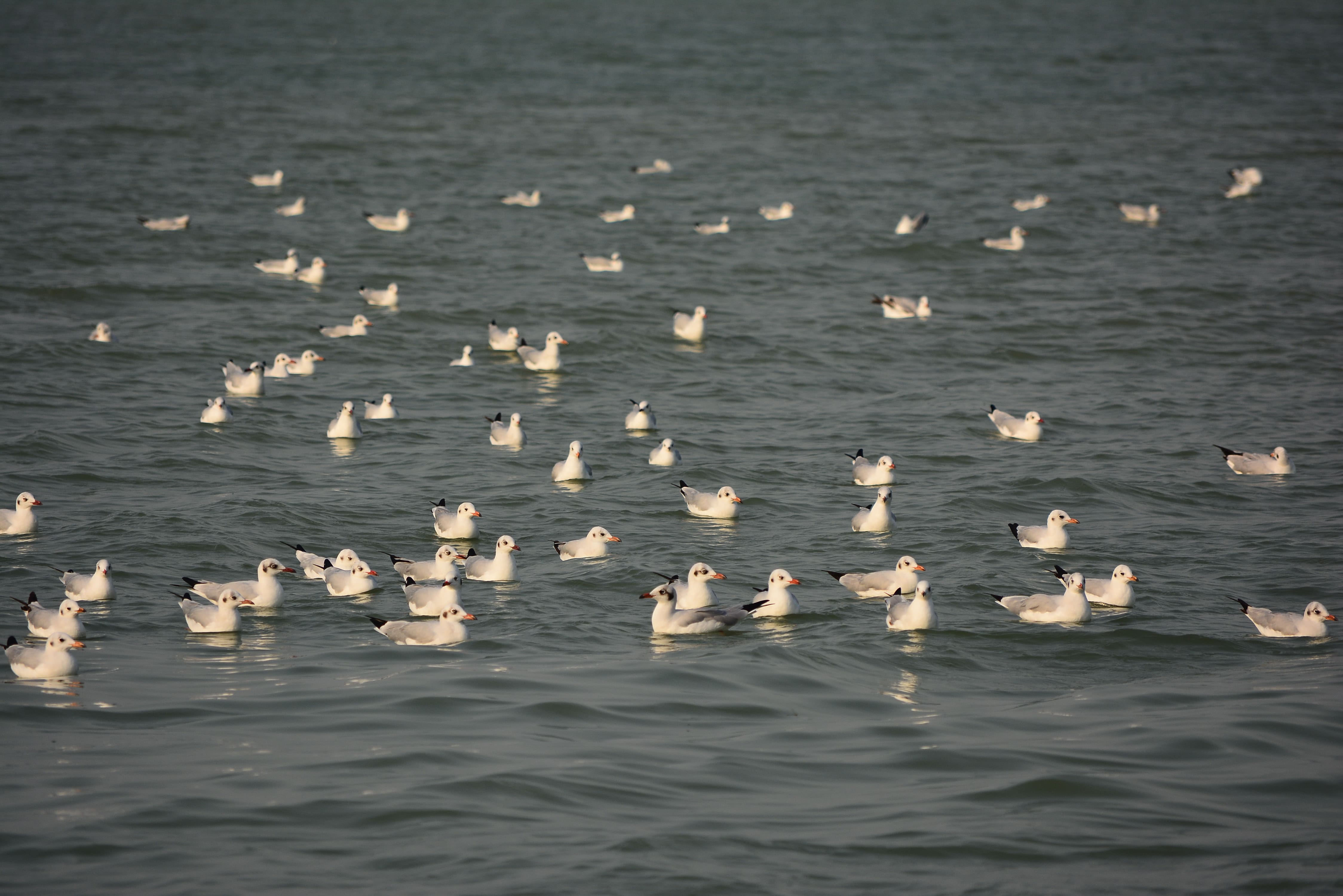 Chilika Bird Sanctuary